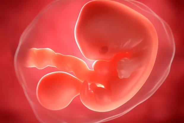 Le développement de l'embryon - Berceau magique Le Mag